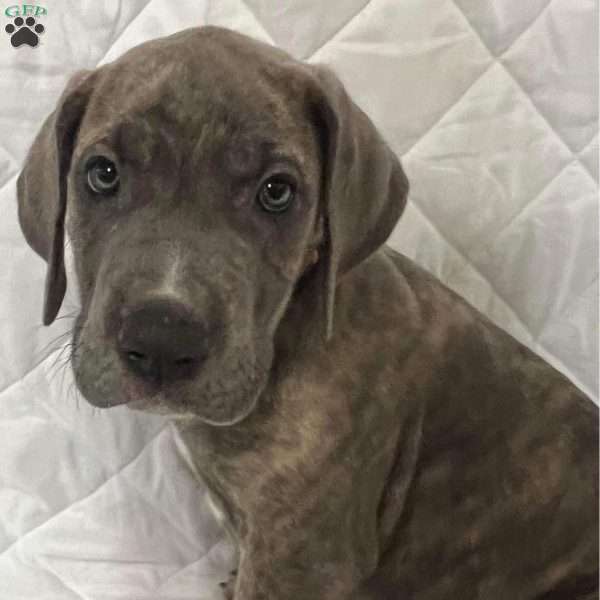 bunny, Great Dane Puppy