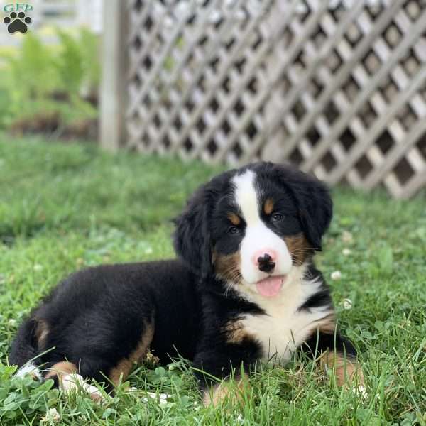 Gunner, Bernese Mountain Dog Puppy