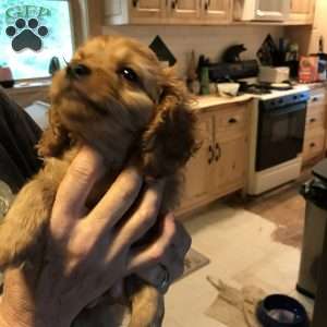 Ralphie, Cavapoo Puppy