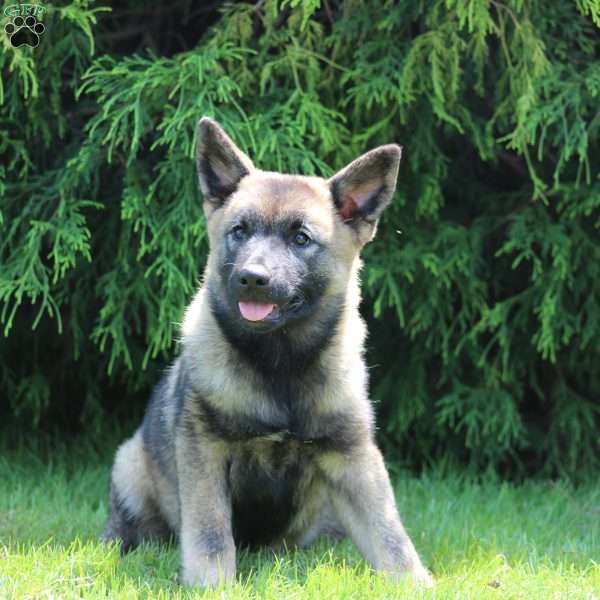 Lola, Norwegian Elkhound Puppy