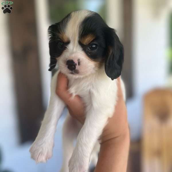 Toby, Cavalier King Charles Spaniel Puppy