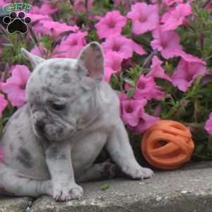 Dazzle, French Bulldog Puppy