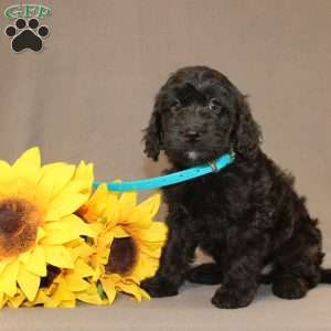 Eddie, Golden Cavadoodle Puppy