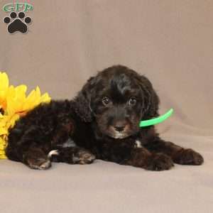 Ethan, Golden Cavadoodle Puppy