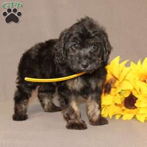 Elsa, Golden Cavadoodle Puppy