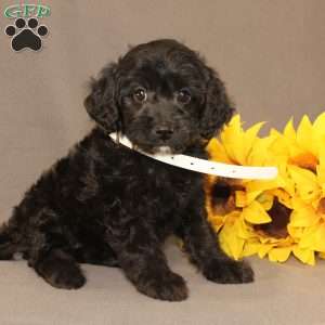 Eleanor, Golden Cavadoodle Puppy