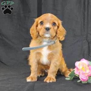 Terry, Cavalier King Charles Spaniel Puppy