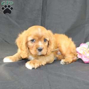 Titus, Cavalier King Charles Spaniel Puppy