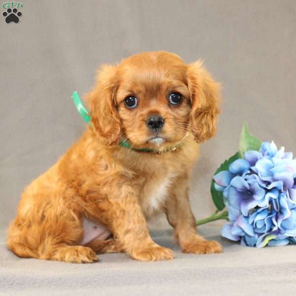 Queen, Cavalier King Charles Spaniel Puppy