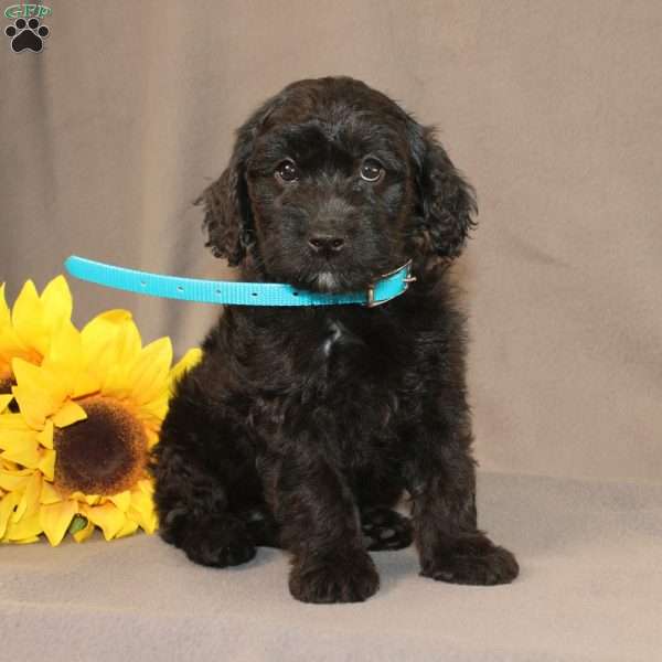 Eddie, Golden Cavadoodle Puppy