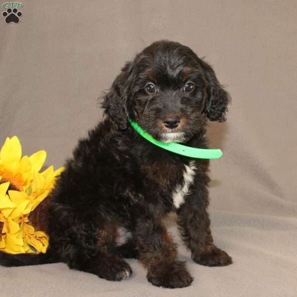 Ethan, Golden Cavadoodle Puppy