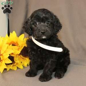 Eleanor, Golden Cavadoodle Puppy