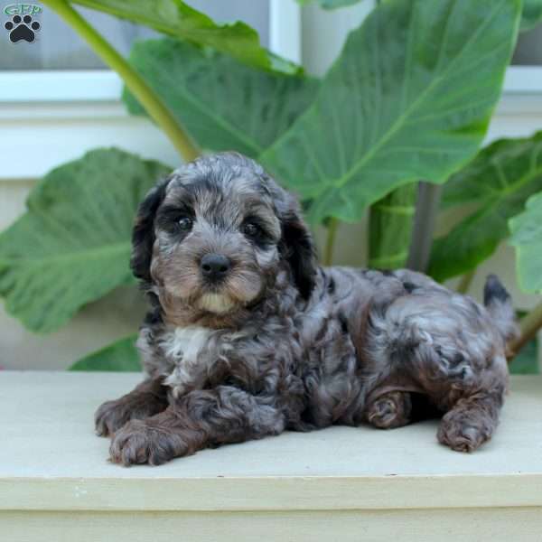 Princess F1b, Cavapoo Puppy