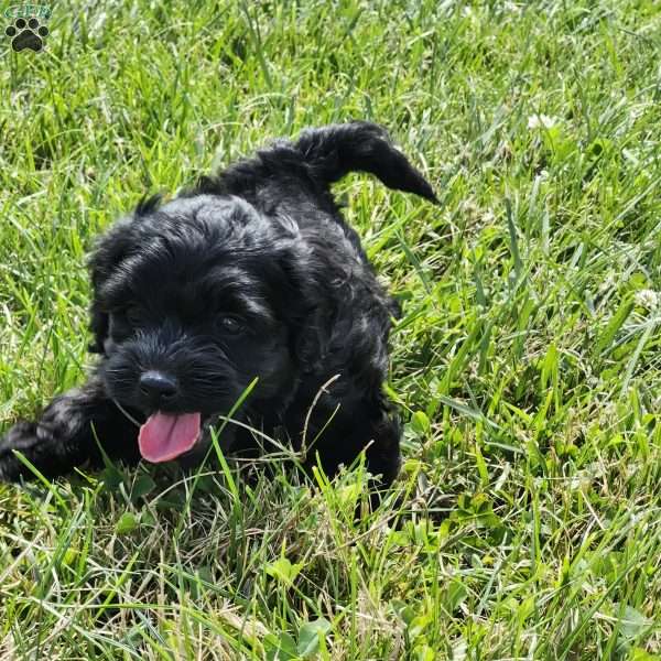 Luna, Cockapoo Puppy