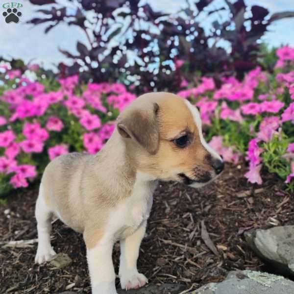 Simon, Jack Russell Terrier Puppy