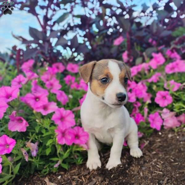 Samantha, Jack Russell Terrier Puppy