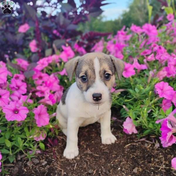 Sandy, Jack Russell Terrier Puppy