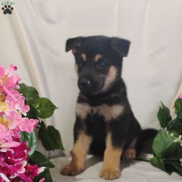 Tiger, Shiba Inu Mix Puppy