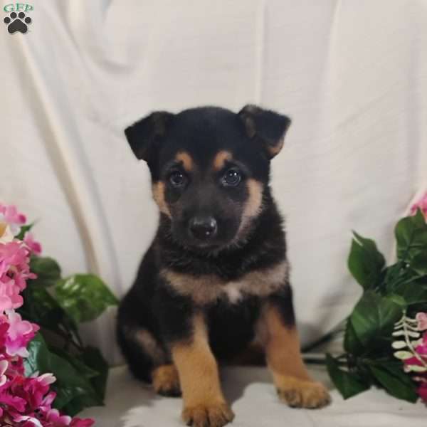 Theodore, Shiba Inu Mix Puppy