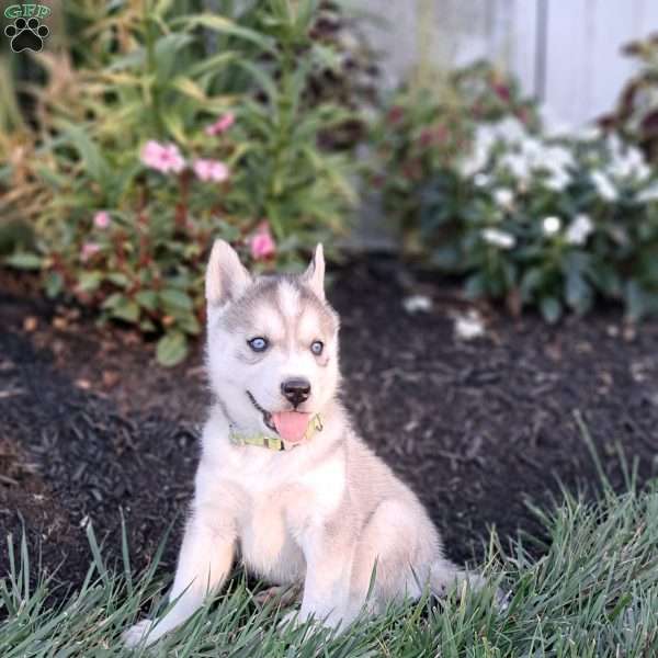 Stormy, Siberian Husky Puppy