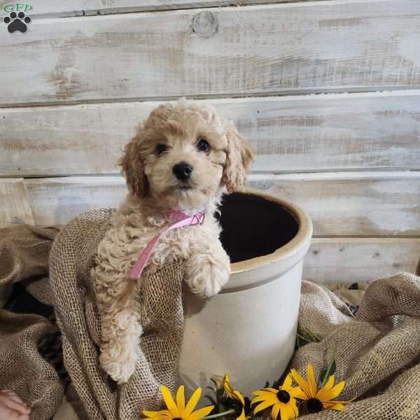 Lavender, Cockapoo Puppy