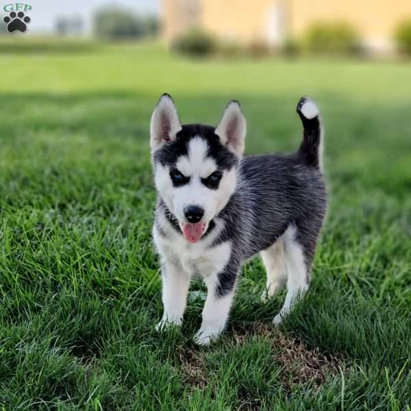 Diesel, Siberian Husky Puppy