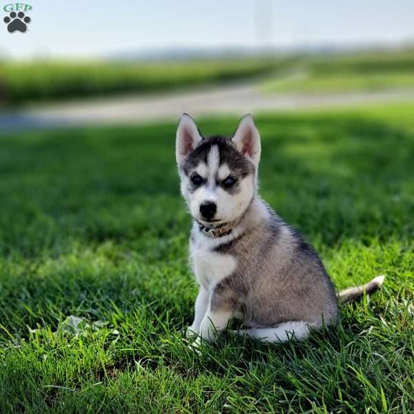 Oliver, Siberian Husky Puppy