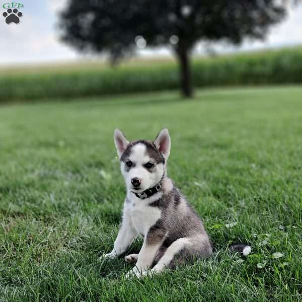 Oreo, Siberian Husky Puppy