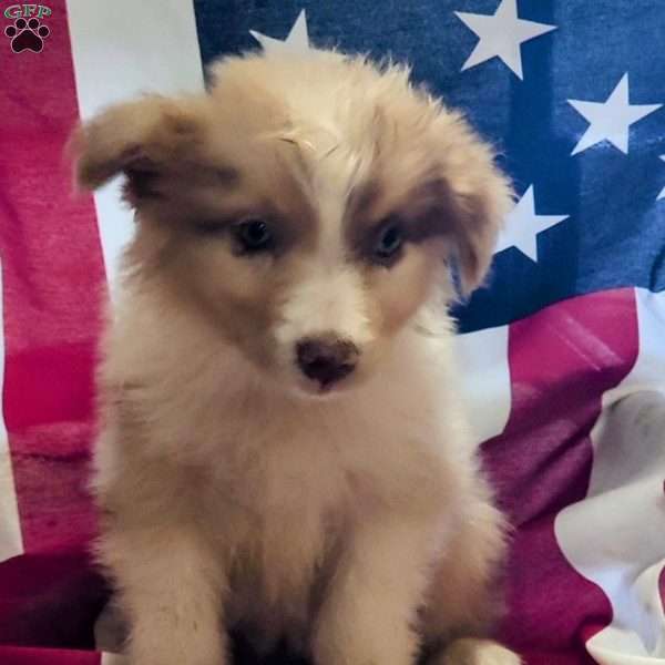 Gypsy, Australian Shepherd Puppy