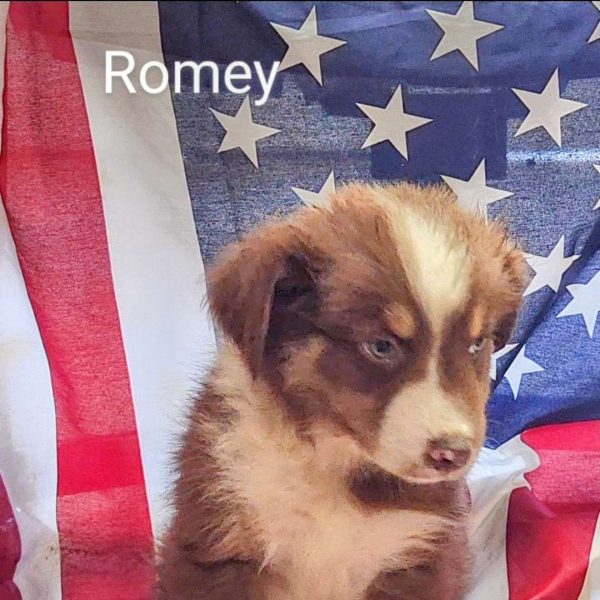 Romey, Australian Shepherd Puppy