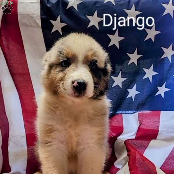 Django, Australian Shepherd Puppy