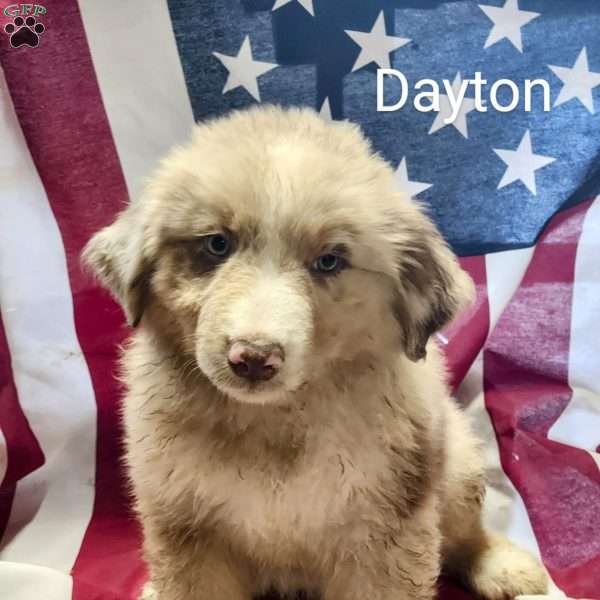 Dayton, Australian Shepherd Puppy