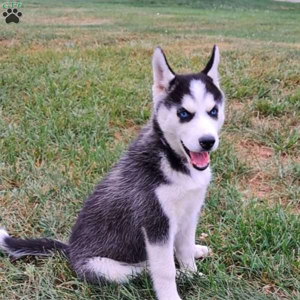 Teddy, Siberian Husky Puppy