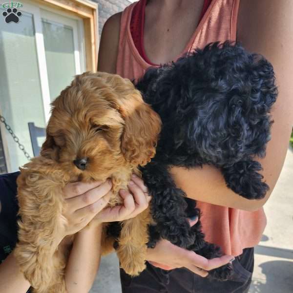 Bear, Cockapoo Puppy