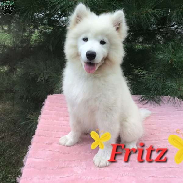 Fritz, Samoyed Puppy