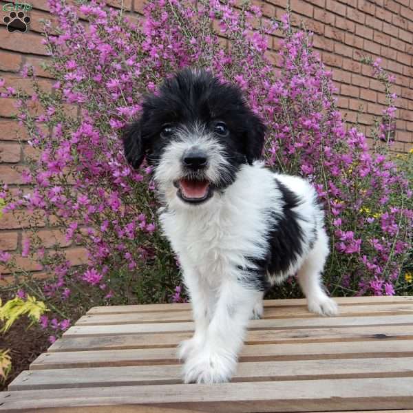 Billy, Labradoodle Puppy