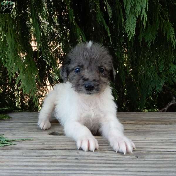 Baxter, Labradoodle Puppy