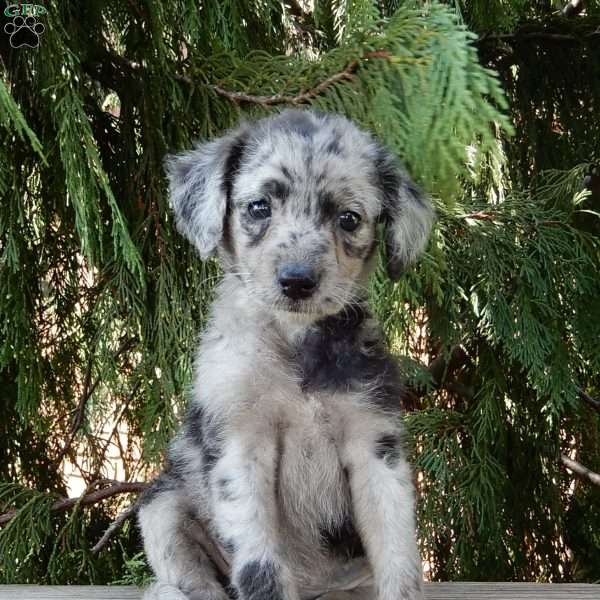 Bailey, Labradoodle Puppy