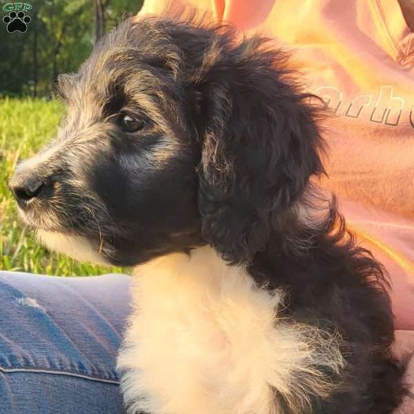 TOOTLES, Mini Aussiedoodle Puppy