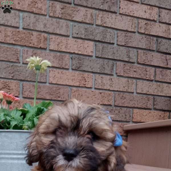 Theo, Teddy Bear Puppy