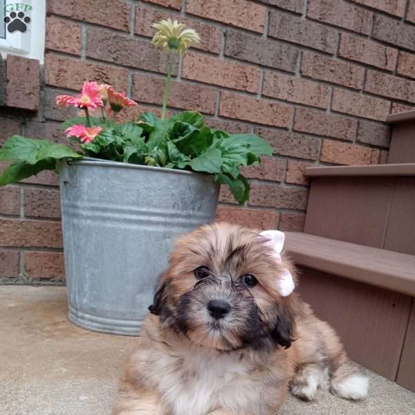 Chloe, Teddy Bear Puppy