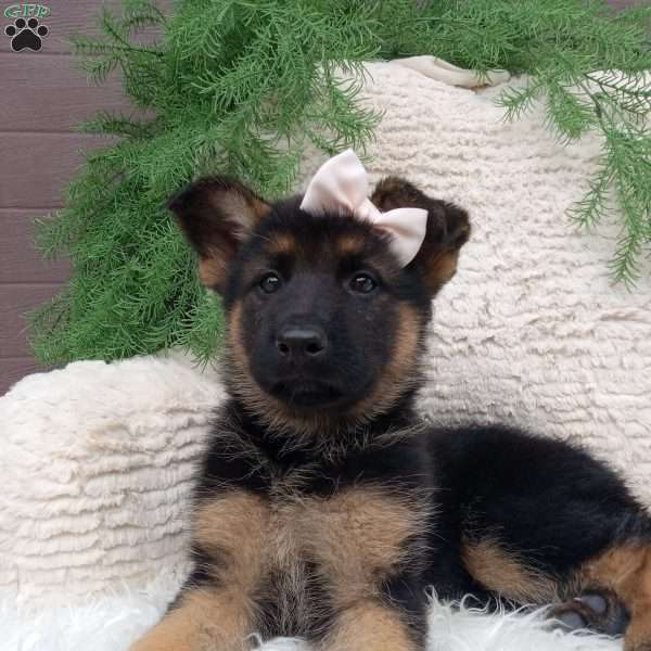 Bella, German Shepherd Puppy