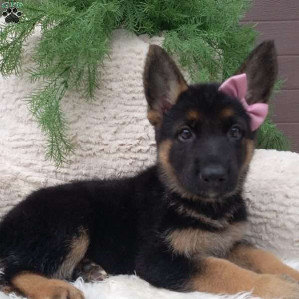 Callie, German Shepherd Puppy