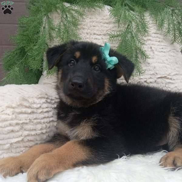 Brady, German Shepherd Puppy