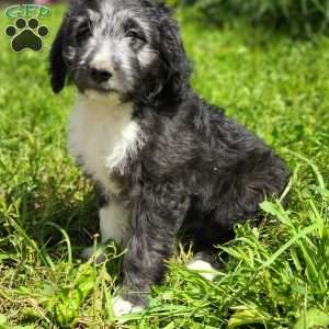 TOOTLES, Mini Aussiedoodle Puppy