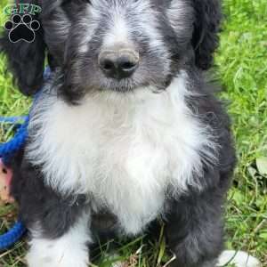 TOOTLES, Mini Aussiedoodle Puppy