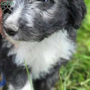 TOOTLES, Mini Aussiedoodle Puppy