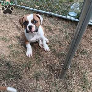 Harper, American Bulldog Puppy