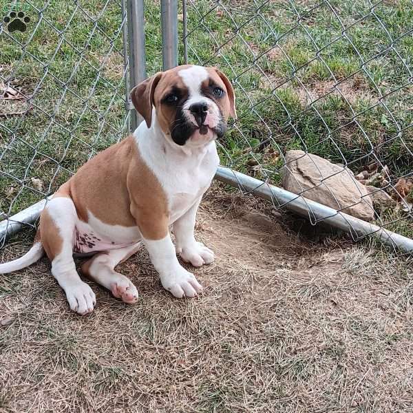 Harper, American Bulldog Puppy