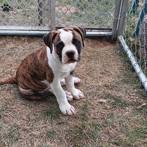 Winston, American Bulldog Puppy